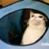 Gatitos Graciosos.MOV 28