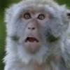 🐒Changuitos🐒 Mov 28