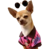 Chihuahua🐕💕🐾🎀.MOV 30