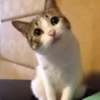 Gatitos Graciosos.MOV 29