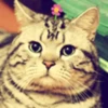 Gatitos Graciosos.MOV 30