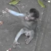 🐒Changuitos🐒 Mov 30