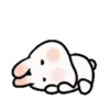 🐇Chewy rabbit🐇 Mov 6