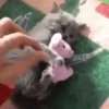 Котята 5