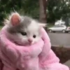 Котята 6