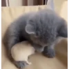 Котята 7