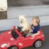 Gatitos Autenticos  Mov 9
