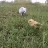 Котята 8