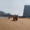 Котята 9