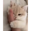 Котята 12