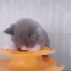 Котята 13
