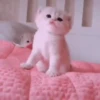 Котята 14