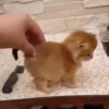Котята 15
