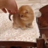 Котята 16