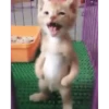 Котята 17