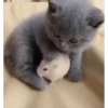 Котята 19