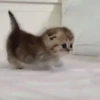 Котята 20