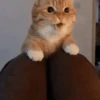 Gatitos Autenticos  Mov 16