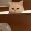 Gatitos Autenticos  Mov 18
