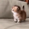Котята 21