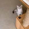 Gatitos Autenticos  Mov 20
