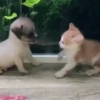 Котята 23