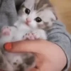 Котята 24