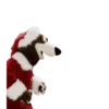 Oso divertido 1 23
