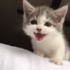 Котята 26