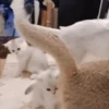 Gatitos Autenticos  Mov 23