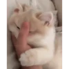 Котята 27