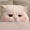 Gatitos Autenticos  Mov 26
