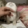 Котята 29