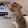 Котята 30