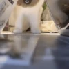 Gatitos Autenticos  Mov 29