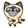 Gato siamês 5