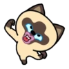 Gato siamês 12