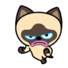 Gato siamês 14