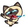 Gato siamês 15