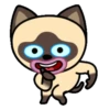 Gato siamês 20
