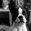 Perros Mixtos  ♡ 20