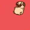 Perritos Pug    mov   2 22
