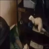 хорьки 7