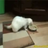 хорьки 9