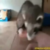 хорьки 13