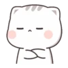 KITTEN 23