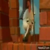 CHICKEN LITTLE.. MOV 18