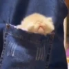Gatos bebês 5