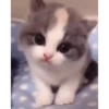 Gatos bebês 6