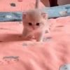 Gatos bebês 7